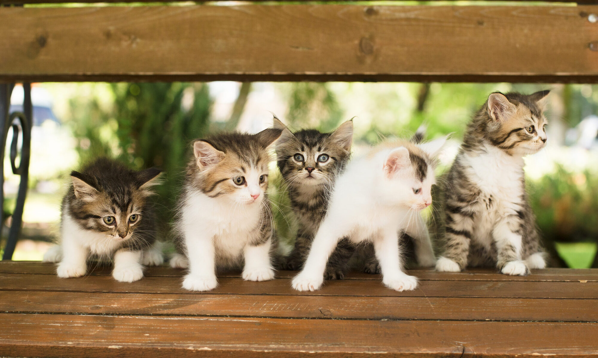 Играть 5 котят. Четыре котенка. Обложки на четверых с котами. Компашка из пяти котиков.